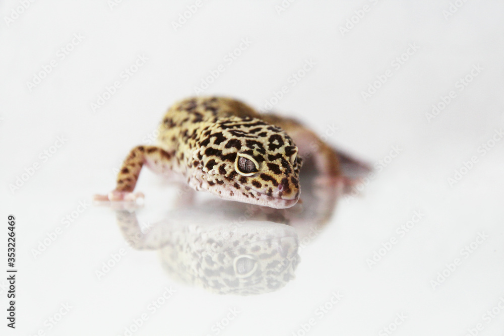 The leopard gecko (Eublepharis macularis) normal morph