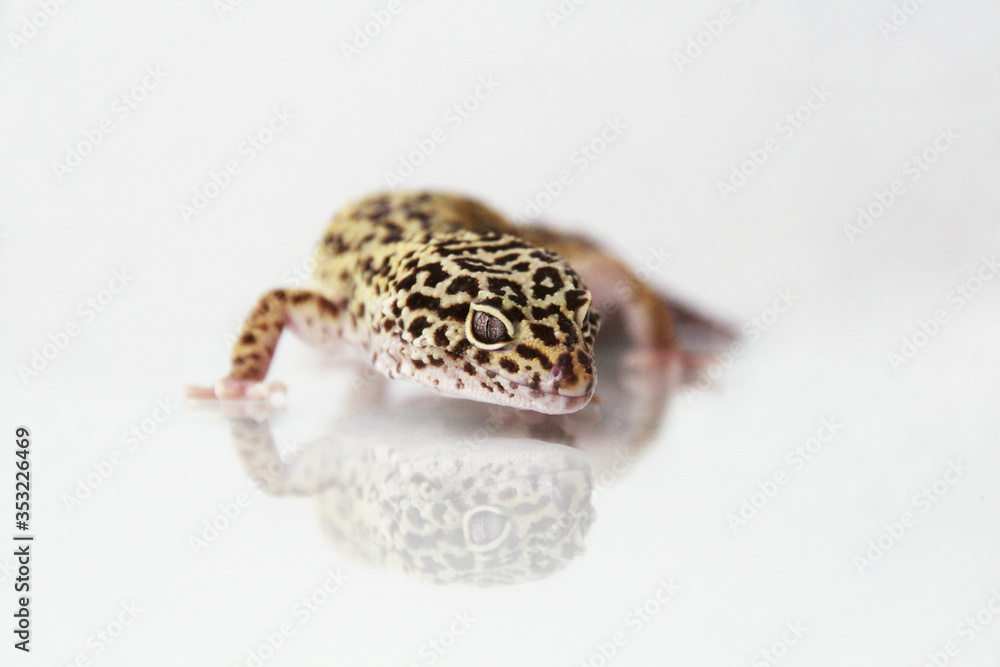 Obraz premium The leopard gecko (Eublepharis macularis) normal morph
