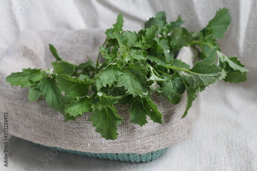 Garden Orach Atriplex hortensis, green stems and leaves. Quinoa twigs with young fresh spring leaves. Closeup, garden culinary herbs. photo