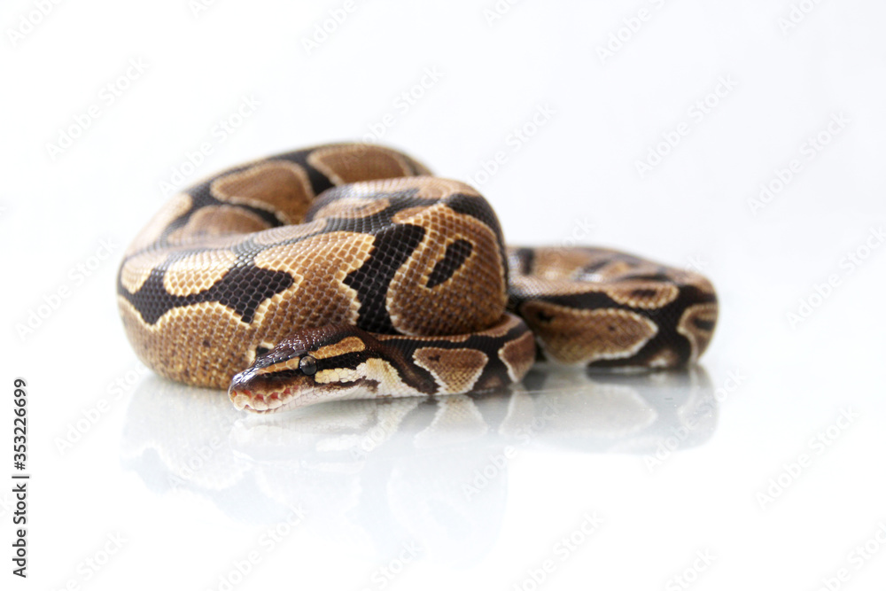 Fototapeta premium The ball python (Python regius) normal morph