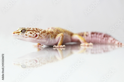 The leopard gecko  Eublepharis macularis  tremper albino morph