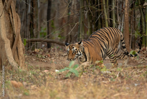 Tiger with a collar tagged coming out from bamboo forest at Tadoba Andhari Tiger Reserve  India