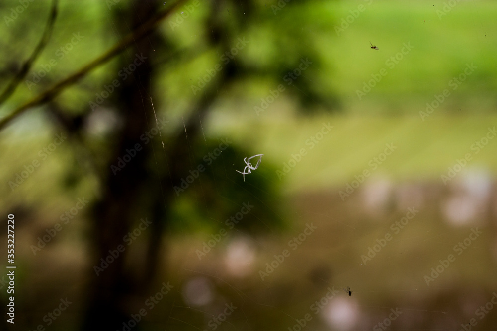 spider on the web spider on the web