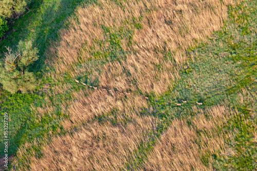 Aerial view of red deer herd running in sedge grass photo