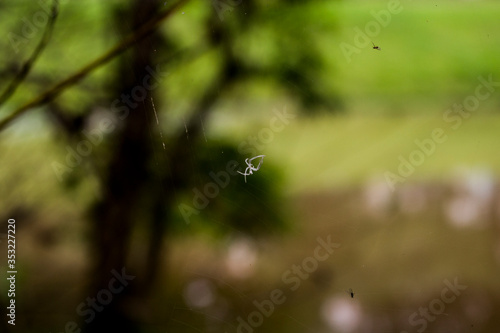 spider on the web © Denis