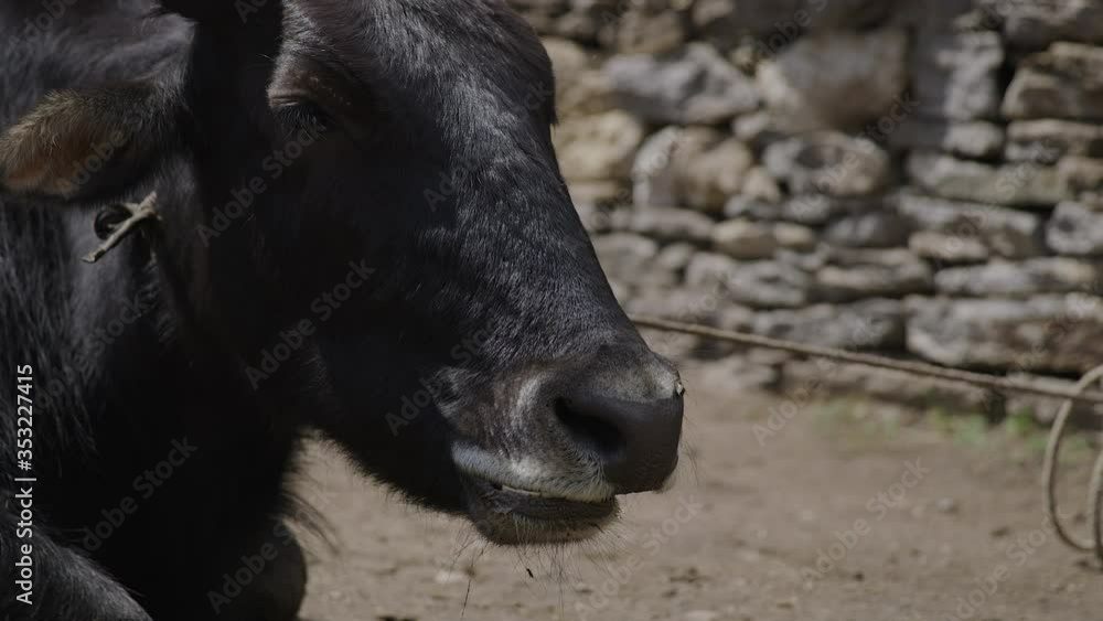 Yak chewing closeup Nepal Helium 8K Yak chewing closeup Nepal Helium 8K