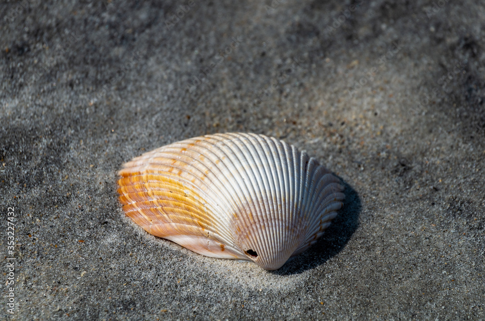 Sea Shell in Dark Sand 4 Sea Shell in Dark Sand 4