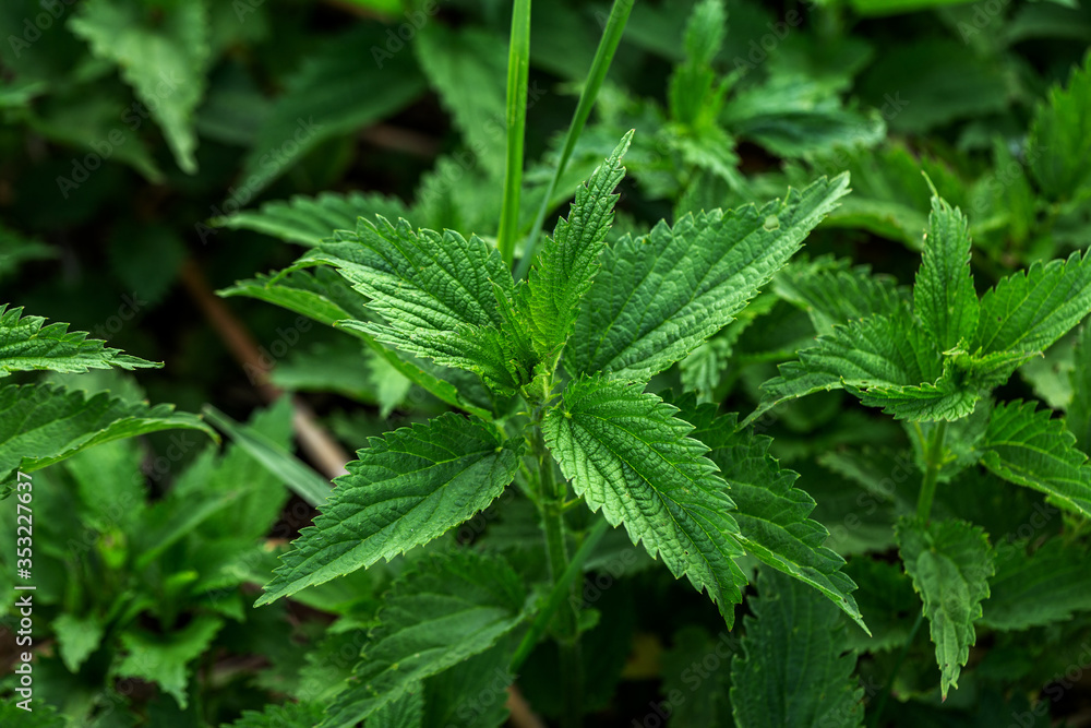 Urtica dioica or nettle in garden. Stinging nettle, medicinal plant used as bleeding, diuretic, antipyretic, wound healing, antirheumatic agent. Nettle with fluffy green leaves. Selective focus Urtica dioica or nettle in garden. Stinging nettle, medicinal plant used as bleeding, diuretic, antipyretic, wound healing, antirheumatic agent. Nettle with fluffy green leaves. Selective focus