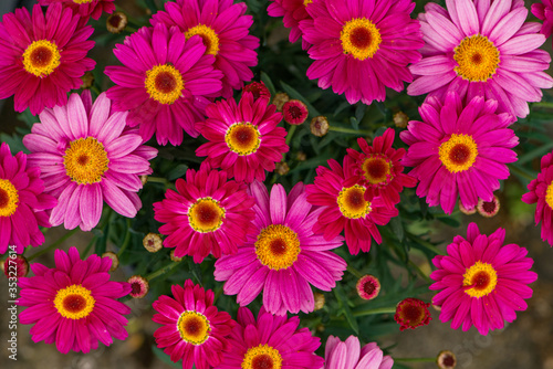 Top view of pink daisies