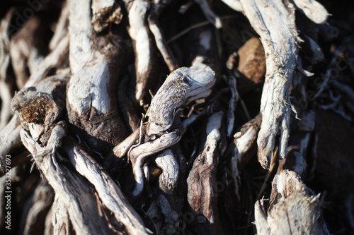 twisted tree roots on the surface close up