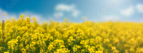 Valokuva Yellow rapeseed field with blue sky, flowering plants close up