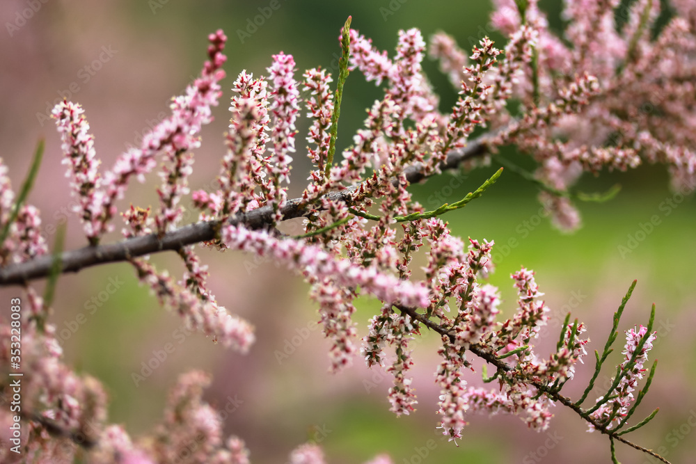A close up little pink flowers: blossoming trees in springtime A close up little pink flowers: blossoming trees in springtime