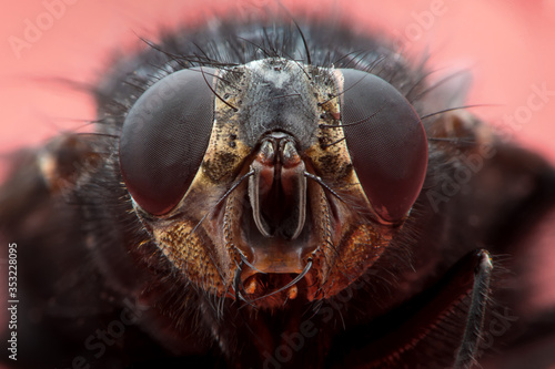 Super macro frint view of the housefly (Musca domestica) face, on red background photo