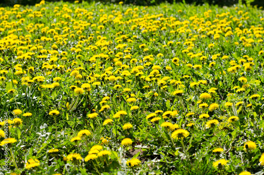 Dandelions in group