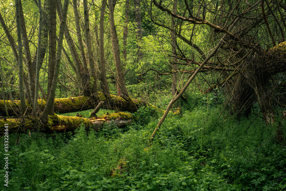 Fallen trees in the forest during spring morning in Jeziorka valley near Piaseczno, Poland