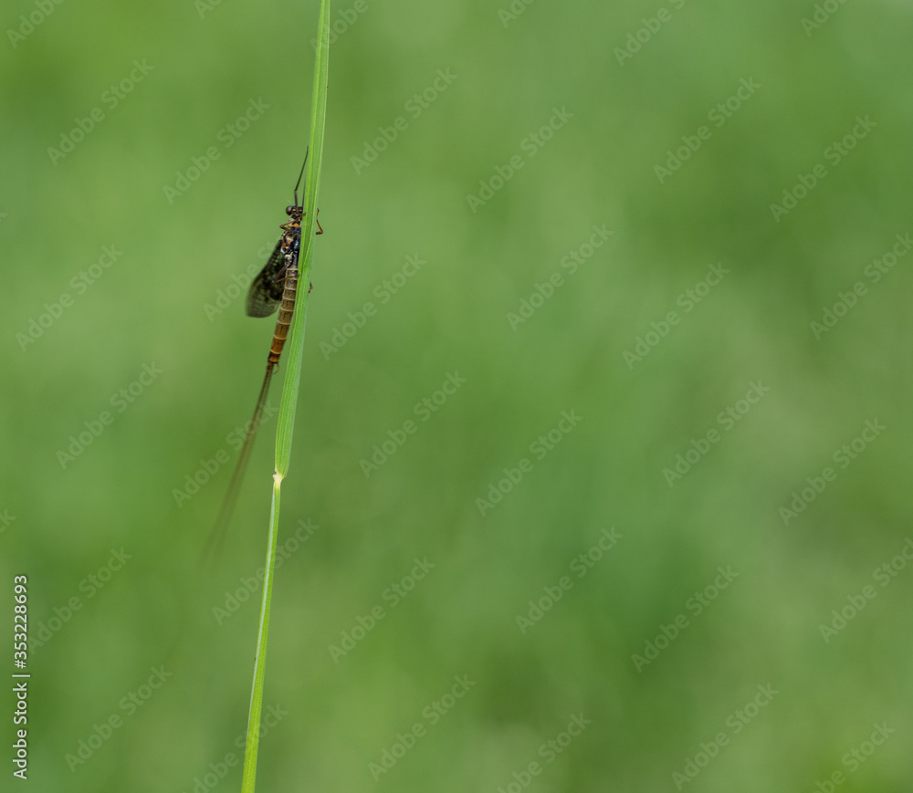 Green Drake Mayfly Ephemera danica male in spring with greengrass field background Green Drake Mayfly Ephemera danica male in spring with greengrass field background