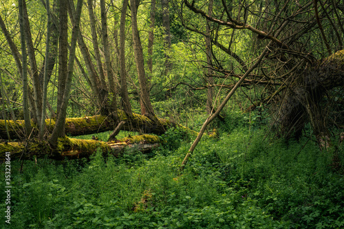 Obraz na płótnie Fallen trees in the forest during spring morning in Jeziorka valley near Piaseczno, Poland w salonie