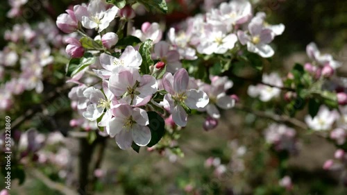 Wallpaper Mural Pink and white blossom apple flower buds and flowers on tree branch swaying in wind. Blooming fruit tree in spring garden. Close-up. Outdoors. Torontodigital.ca