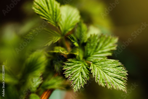 Young raspberry leaves bloom in spring. Young tree growing at the spring. The buds have bloomed. Close-up plan. Copy space. Ecological and birth concept. Buds bloom on a tree. Selective focus.