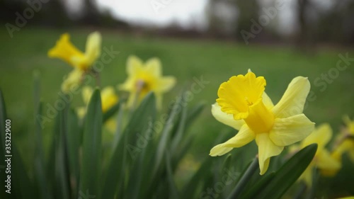 Daffodil Flowers Close Up on Cloudy Day