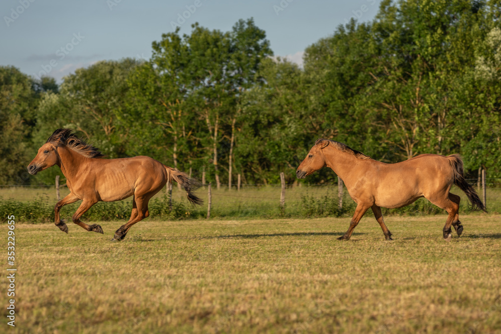 Fototapeta premium Horses in a pasture in the French countryside in spring