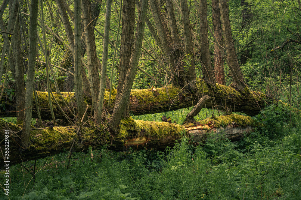 Fallen trees in the forest during spring morning in Jeziorka valley near Piaseczno, Poland