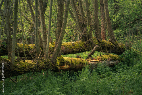 Obraz na płótnie Fallen trees in the forest during spring morning in Jeziorka valley near Piaseczno, Poland w salonie