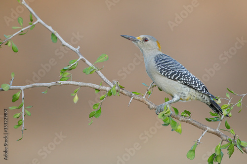 Golden-fronted Woodpecker (Melanerpes aurifrons) on branch in South Texas, USA