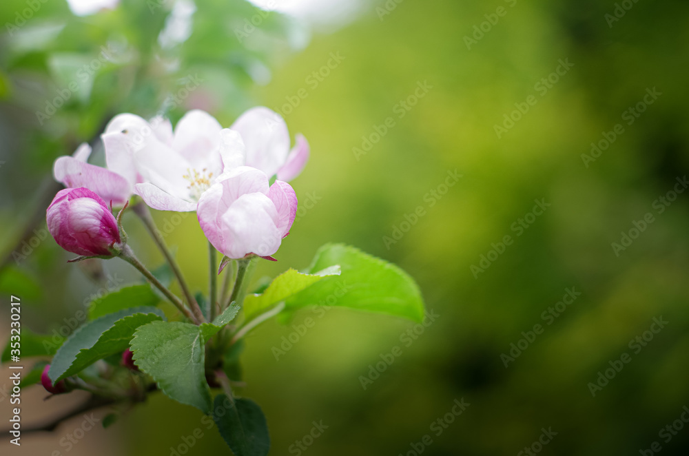 A sprig of Apple tree with pink spring flowers on a beautiful blurred green background. A sprig of Apple tree with pink spring flowers on a beautiful blurred green background.