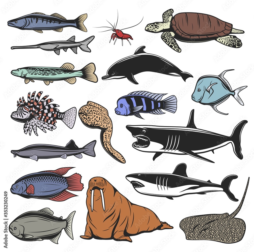 Sea animal, fish and turtle isolated cartoon characters. Vector sea turtle, ocean sharks and dolphin, shrimp or prawn, stingray, pike and salmon, walrus, moray eel, lionfish, sterlet and selene vomer