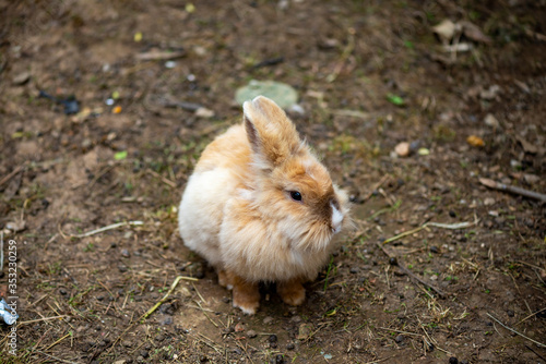 rabbit on the ground