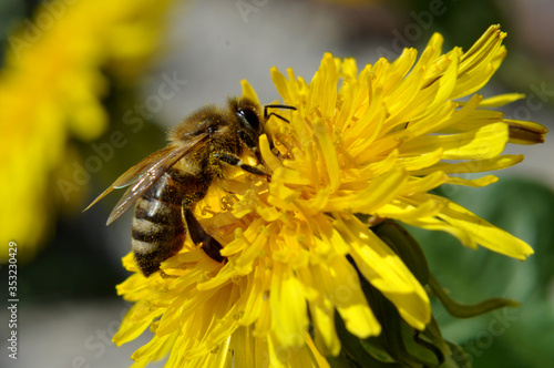 bee, flower, insect, macro, yellow, nature, © Andrii