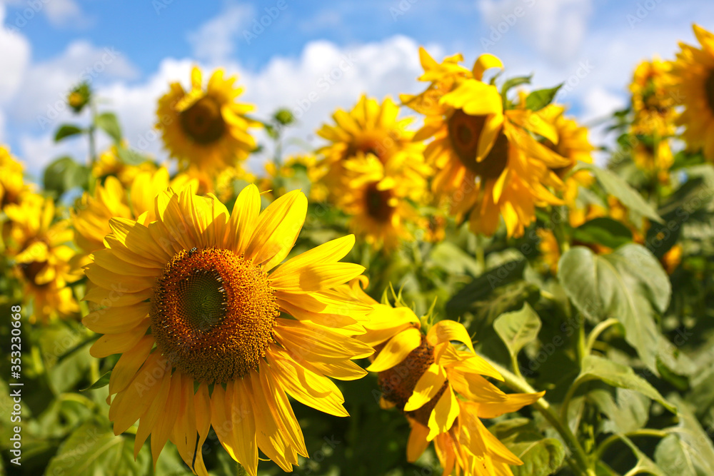 planting sunflowers for oil extraction planting sunflowers for oil extraction