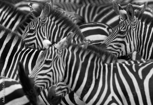 Stripes pattern in Savannah, Masai Mara. Selective focus on back
