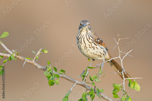 Long-billed thrasher (Toxostoma longirostre) perched, South Texas, USA photo