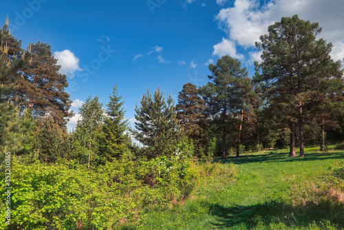 Summer landscape green meadow on a background of coniferous forest and blue sky.