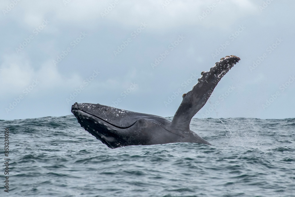 Obraz premium Humpback Whale photographed in Vitoria, Capital of Espirito Santo. Southeast of Brazil. Atlantic Ocean. Picture made in 2019.