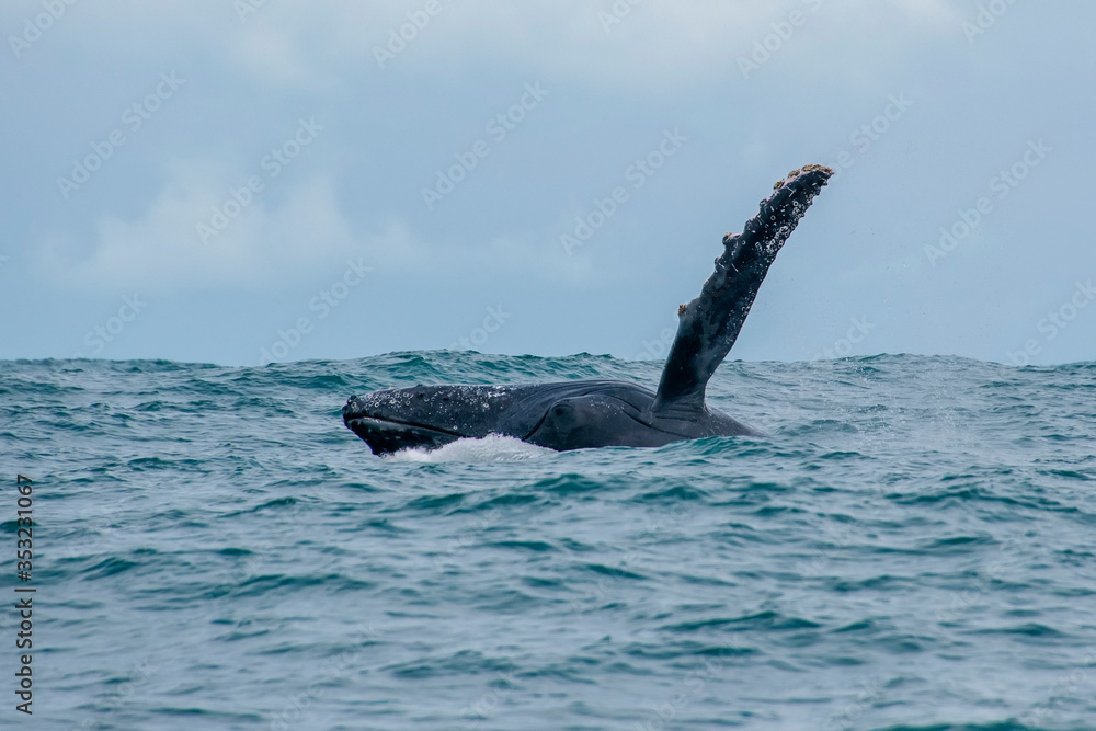 Obraz premium Humpback Whale photographed in Vitoria, Capital of Espirito Santo. Southeast of Brazil. Atlantic Ocean. Picture made in 2019.