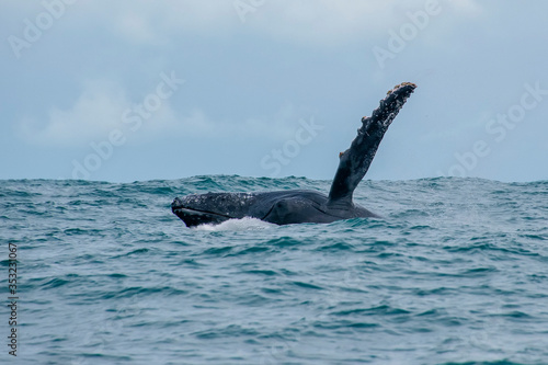 Humpback Whale photographed in Vitoria, Capital of Espirito Santo. Southeast of Brazil. Atlantic Ocean. Picture made in 2019. © Leonardo