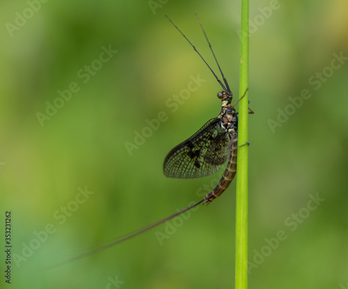 Green Drake Mayfly Ephemera danica male in spring with greengrass field background photo