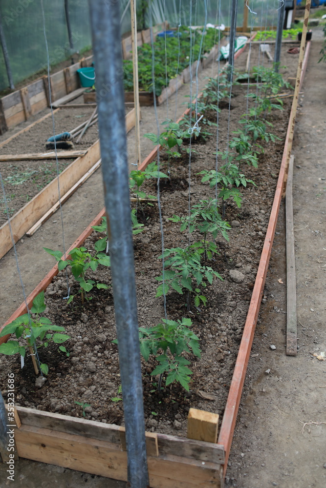 Tomato Plants with String in Raised Beds Tomato Plants with String in Raised Beds