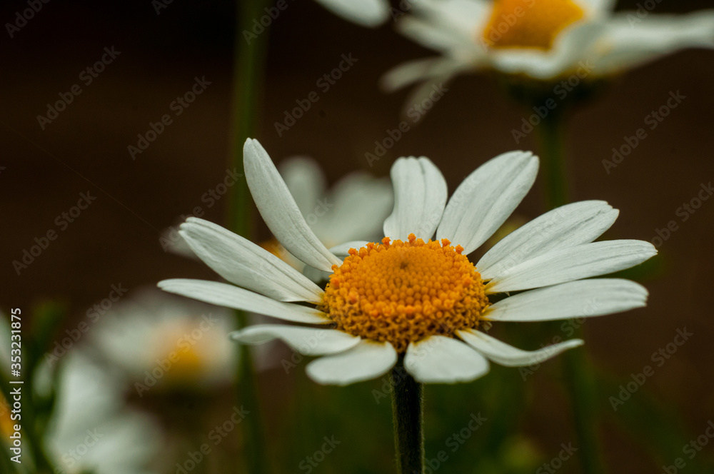 Wild Chamomile flower close-up with blurred background photography Wild Chamomile flower close-up with blurred background photography