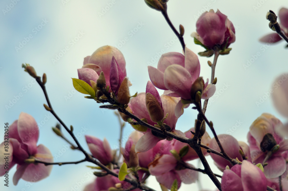 magnolia tree blossom