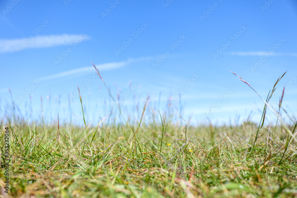 Green field, close up, differential focus