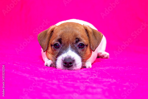 puppy jack russell terrier girl lying on a pink coverlet hiding. Glamorous background.
