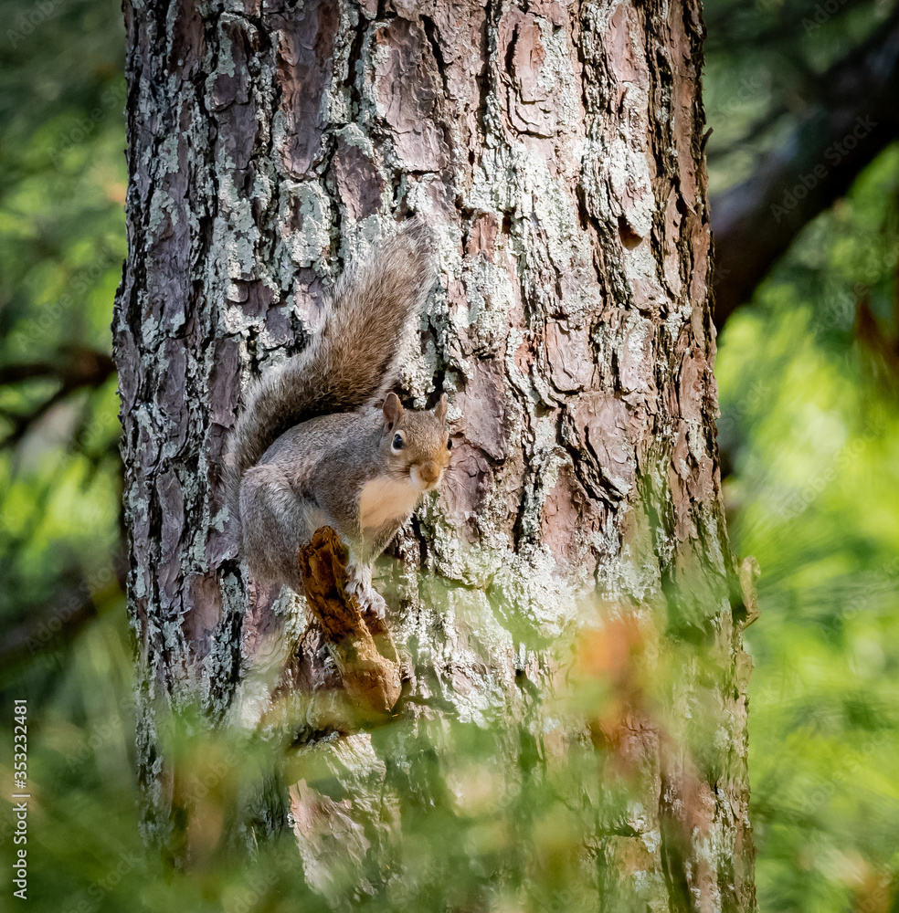 Grey Squirrel on pine tree at Lake Acworth in Georgia. Grey Squirrel on pine tree at Lake Acworth in Georgia.