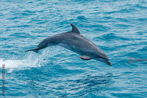 Bottlenose dolphin photographed in Vitoria  Capital of Espirito Santo. Southeast of Brazil. Atlantic Ocean. Picture made in 2019.