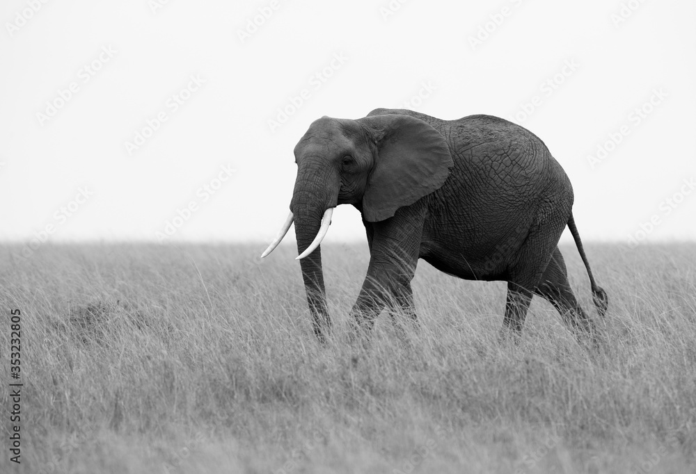 African elephant  in the Masaai Mara grassland, Kenya