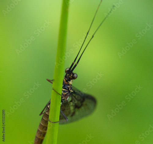 Green Drake Mayfly Ephemera danica male in spring with greengrass field background photo