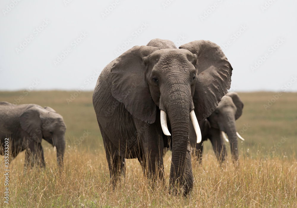 Obraz premium African elephants in its habitat, Masaai Mara, Kenya